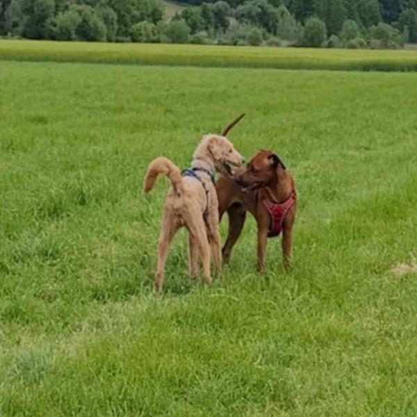Körpersprache unserer Hunde: Emotionen lesen lernen