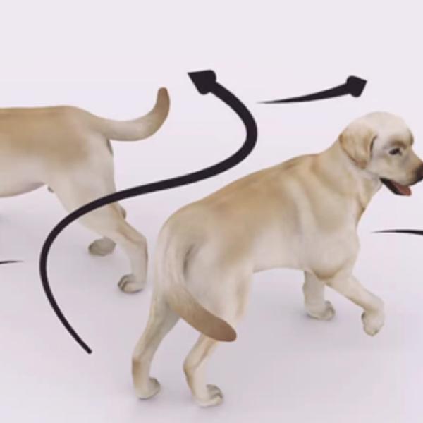 Körpersprache Basis - "Streß beim Hund - 4 F's"