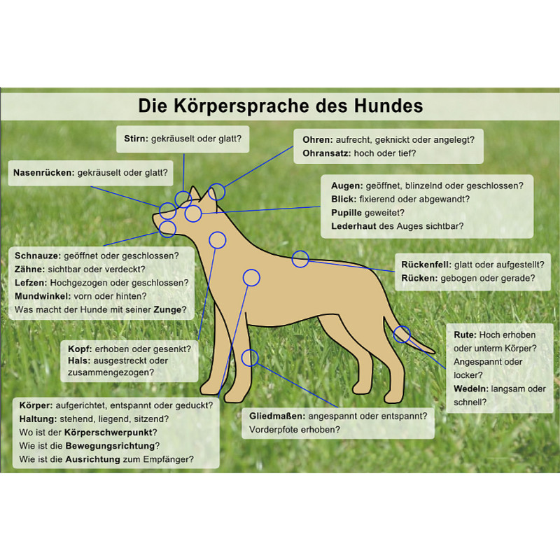Körperspracheseminar - Gesamtbild & Emotionen