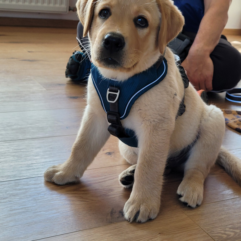 Welpengruppe "Zwergal II"