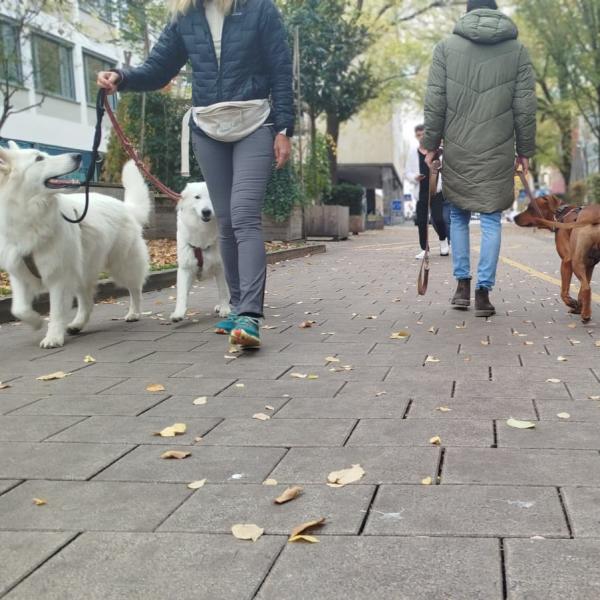 Begegnungstraining (mit fremden Hunden)