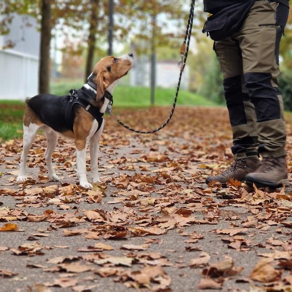 Hundiversität Montags 18 Uhr