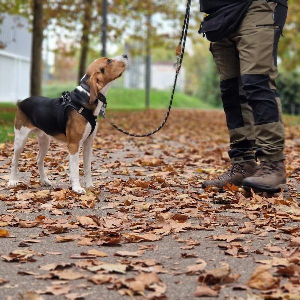 Grundkurs – Hundiversität Grundschule Samstags 11 Uhr