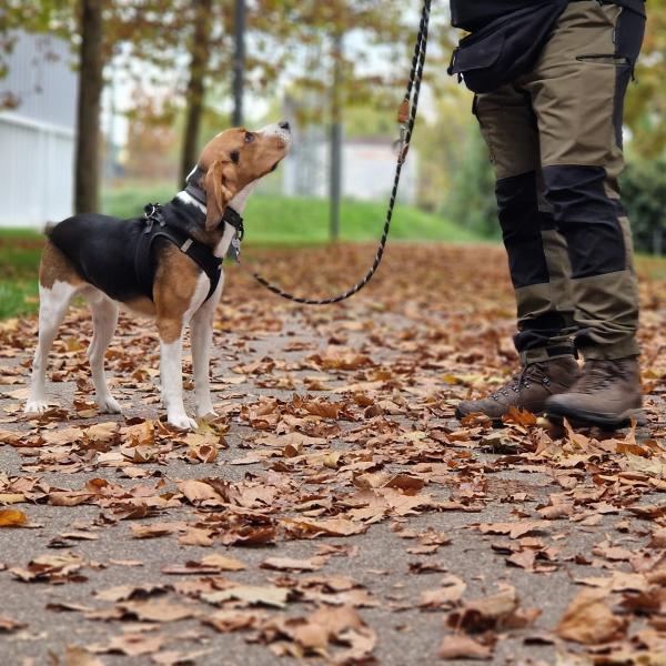 Grundkurs – Hundiversität Grundschule Montags 18 Uhr