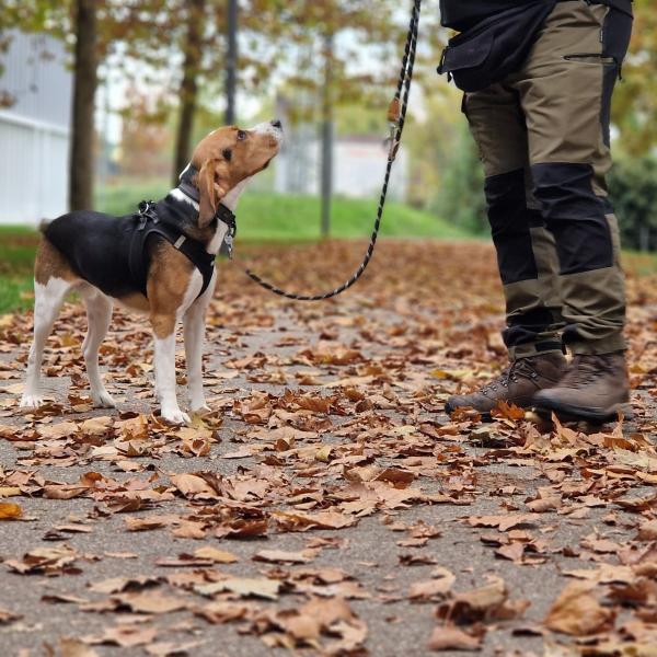Hundiversität Samstags 11 Uhr
