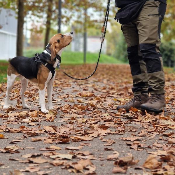 Hundiversität Freitags 17 Uhr