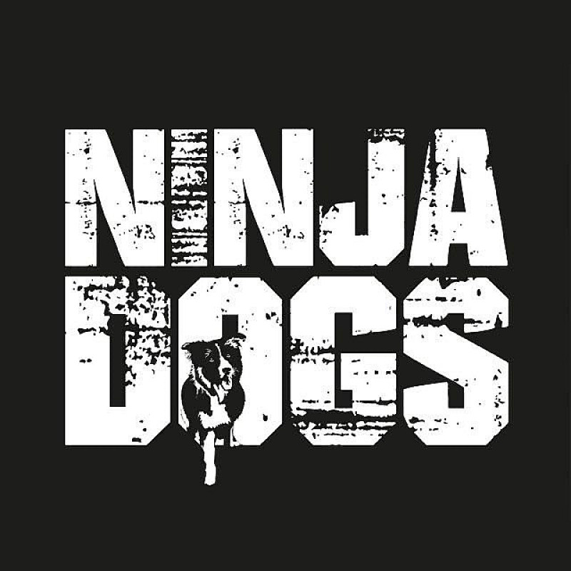Ninjadogs Einsteigerworkshop