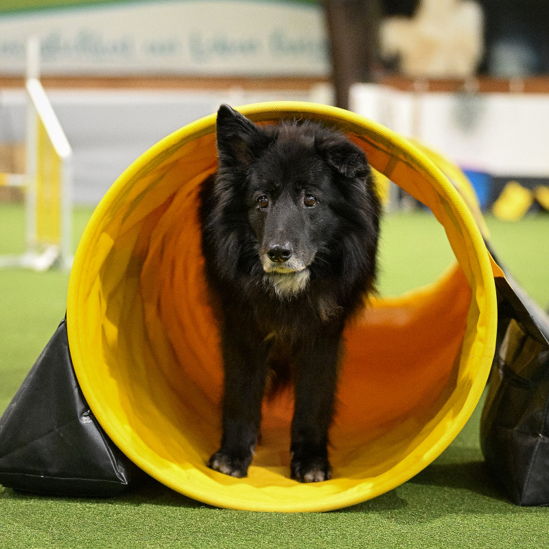 Agility Workshop