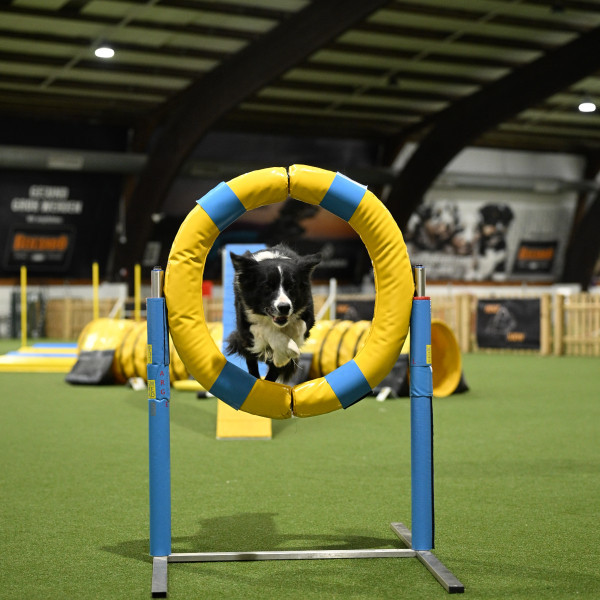 Agility Einsteiger Kurs