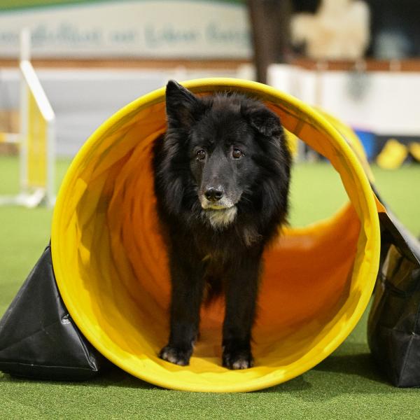 Agility - montags 18 Uhr