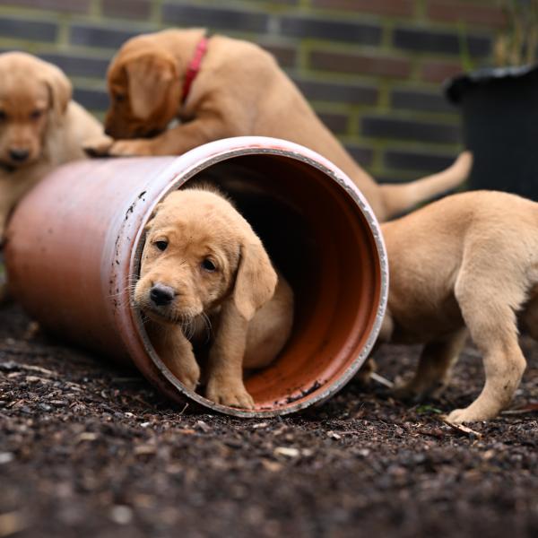 Welpen - Samstag 9 Uhr