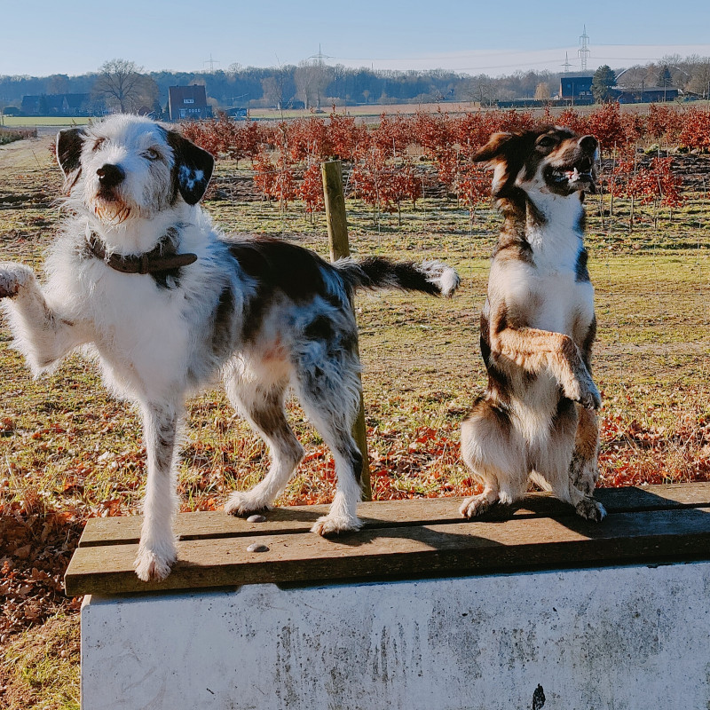 Tricktraining Di 16:45