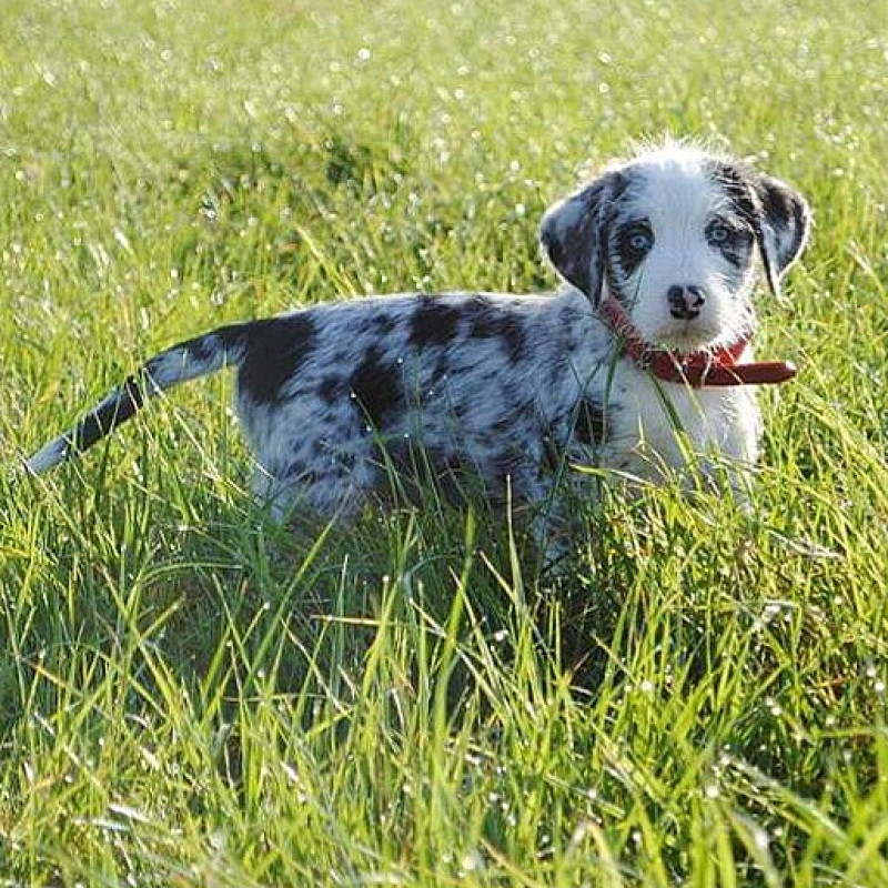 Entdeckerpfoten Mi 17:00