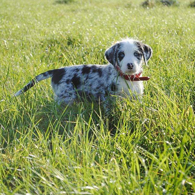 Entdeckerpfoten - Welpen Freitags 16:30