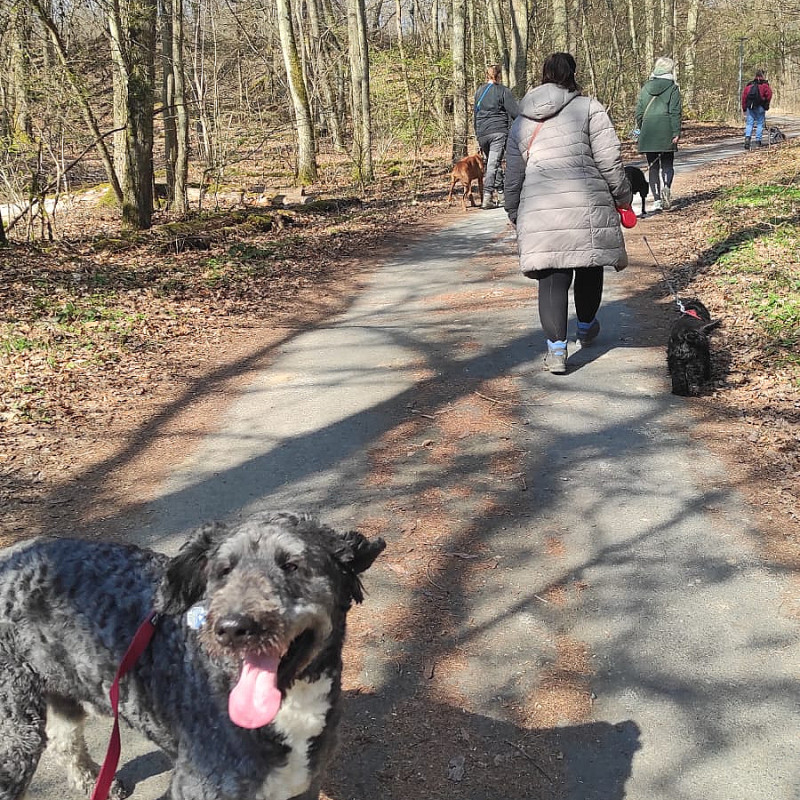 Hundewanderung Oktober