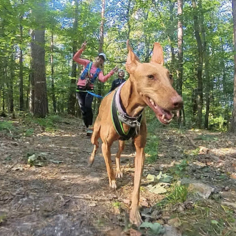Canicross für Einsteiger