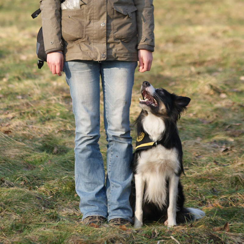 Obedience for fun
