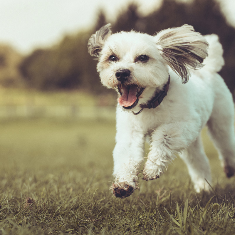 Fit mit Hund