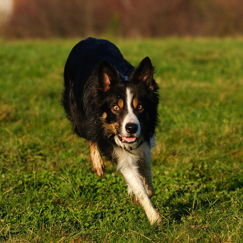 Fit mit Hund!