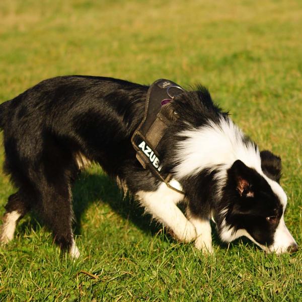 Mantrailing schnuppern