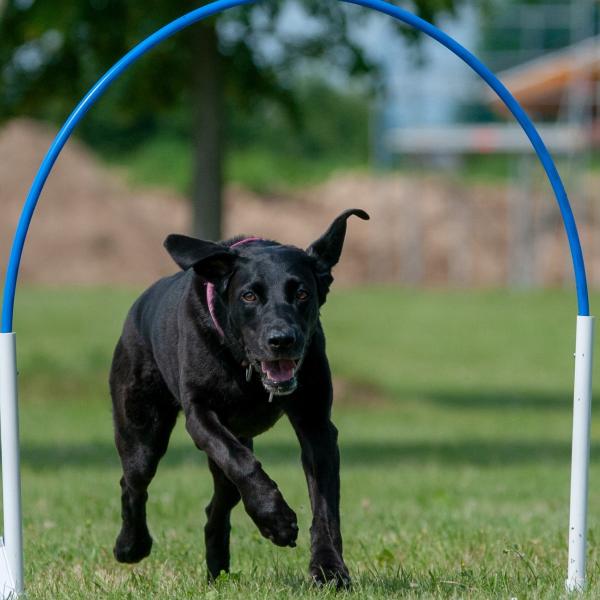 Hoopersagility Donnerstag 19h bis 20h