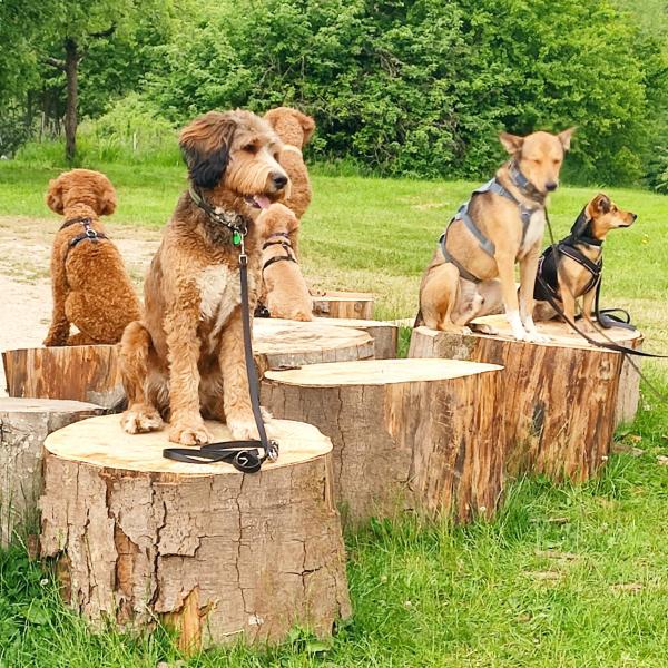 Samstag Grunderziehung und mehr