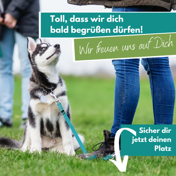 Junghundekurs Modul 1