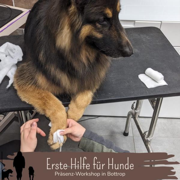 Workshop: Erste-Hilfe für Hunde 🩺🐶