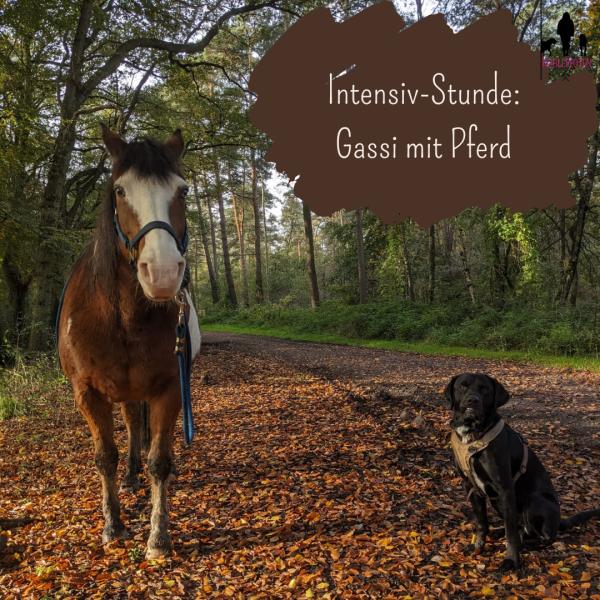 Intensiv-Stunde: Gassi mit Pferd 🐎