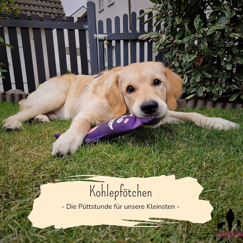 Kohlepfötchen: Die Püttstunde für unsere Kleinsten 🐾
