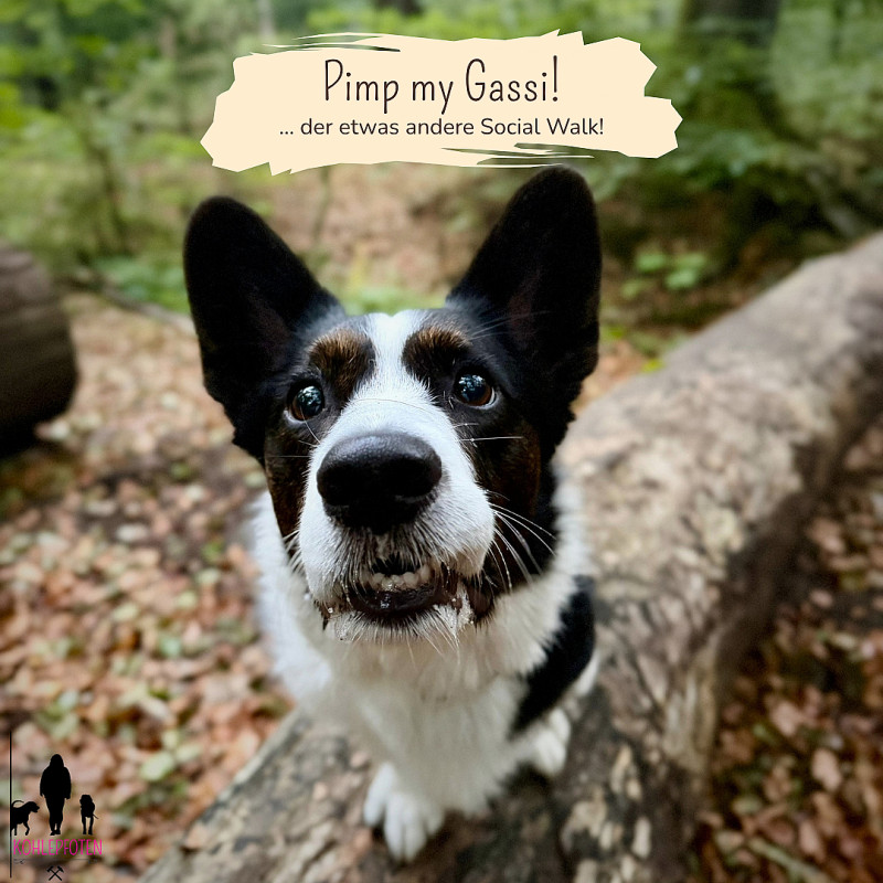 Pimp my Gassi!