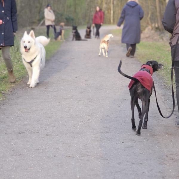 Social Walk (angeleint)