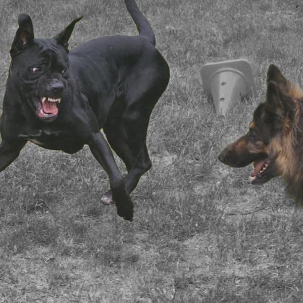 Verstehst du mich? - Ausdrucksverhalten Hund. 🌻🐕