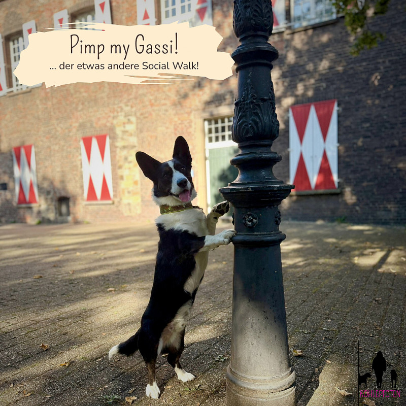 Pimp my Gassi!