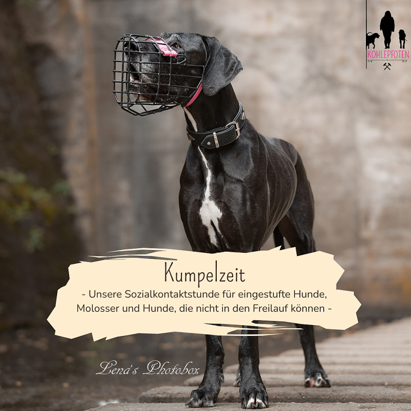 Kumpelzeit - Sozialkontakt für besondere Teams 🐾