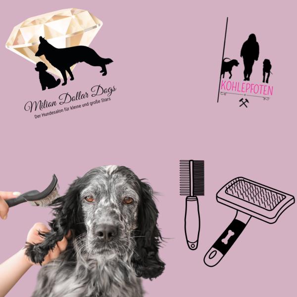 Workshop: die richtige Fellpflege für deinen Vierbeiner 🐾🪮