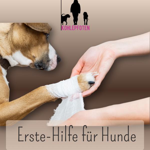Workshop: Erste-Hilfe für Hunde 🩺🐶