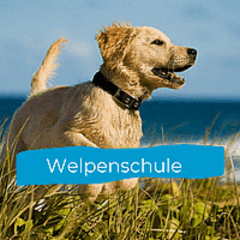 Welpenschule