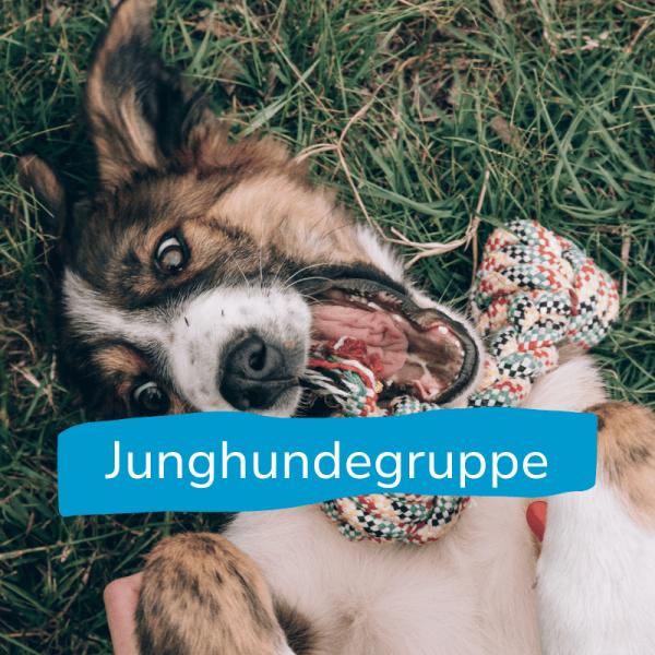 Junghundegruppe