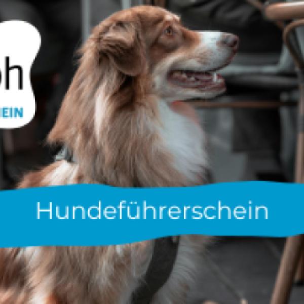 Hundeführerschein Warteliste