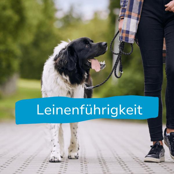Leinenführigkeitskurs