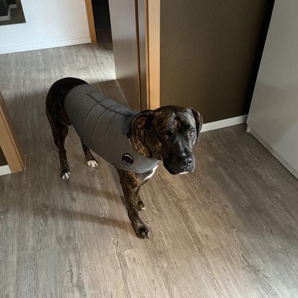 Theorie Sachkunde zur Hundehaltung