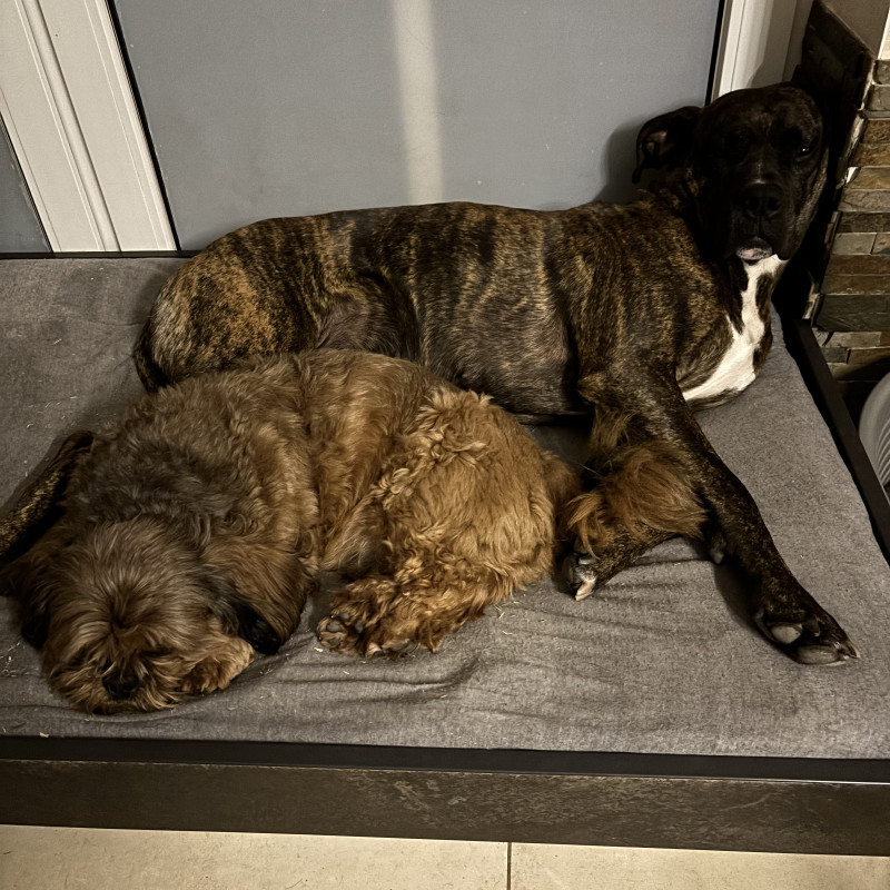 Theorie Sachkunde zur Hundehaltung