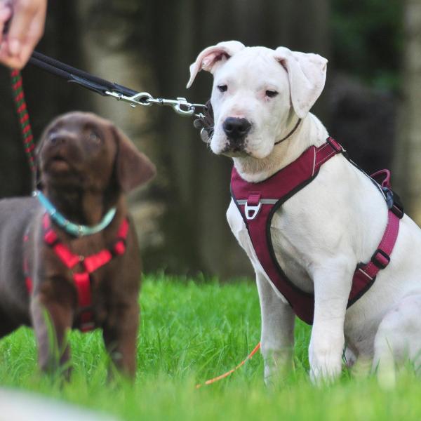 Welpenkurs Herbst 2025 (Kopie)