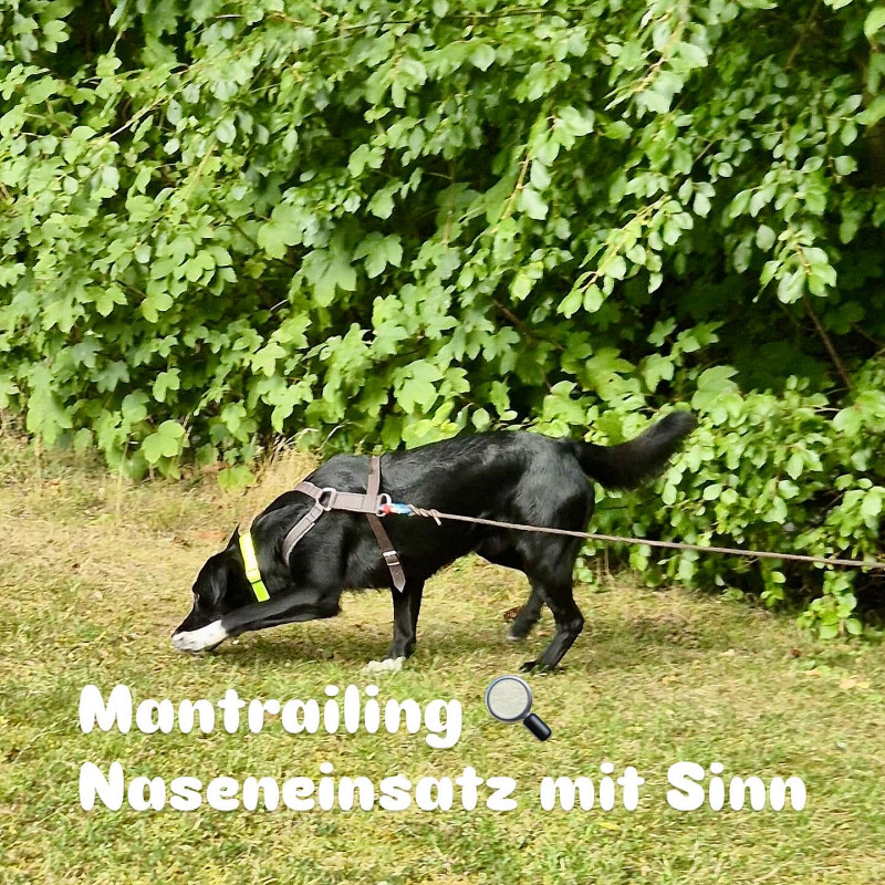 Mantrailing am Mittwoch