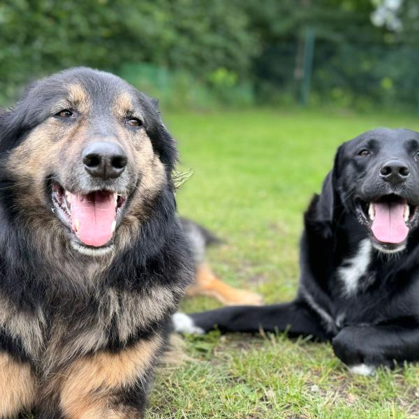 Spiel- und Sozialstunde großrassig