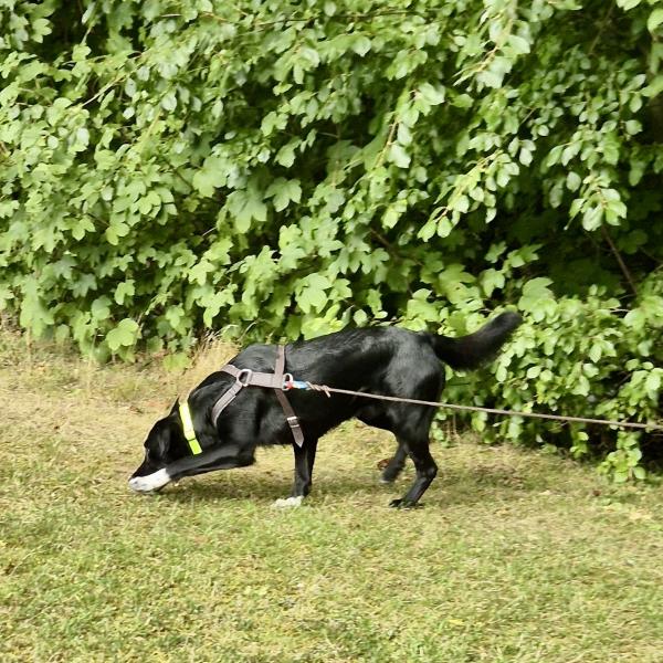 Mantrailing A2 So 15:00 bei Luzie