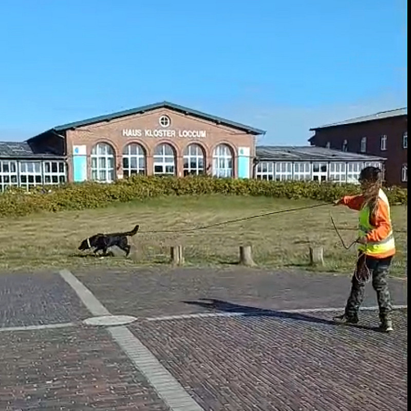 Mantrailing F1 So 15:00 bei Luzie