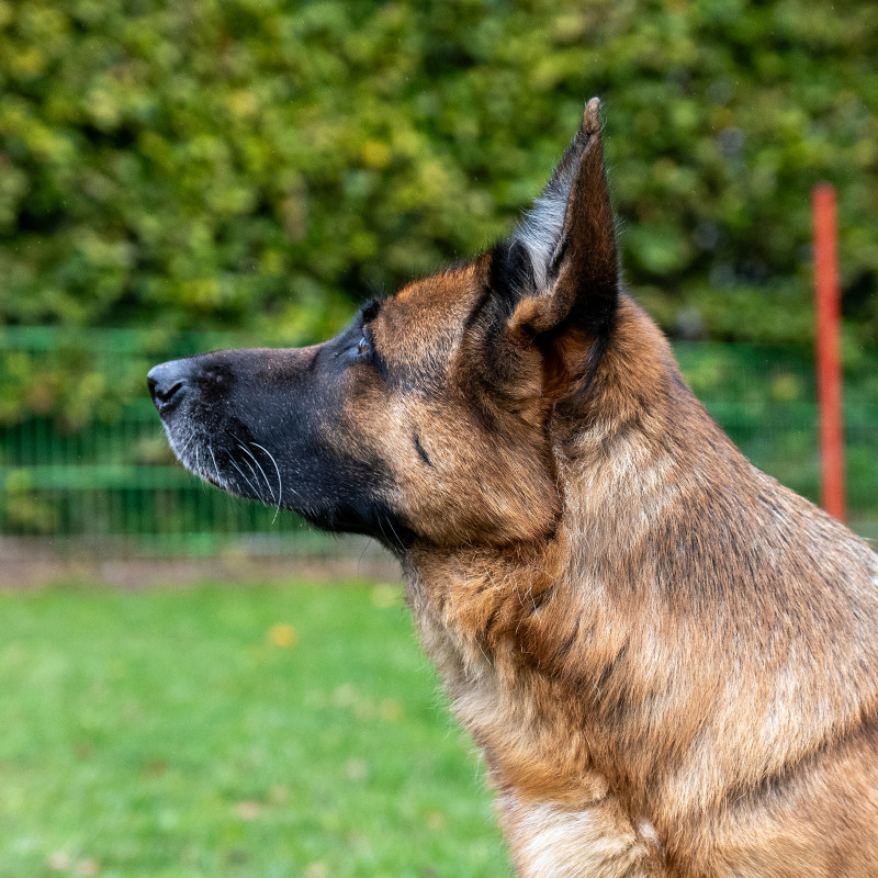 SpürHundSport 1 Mi 17:30 bei Manu