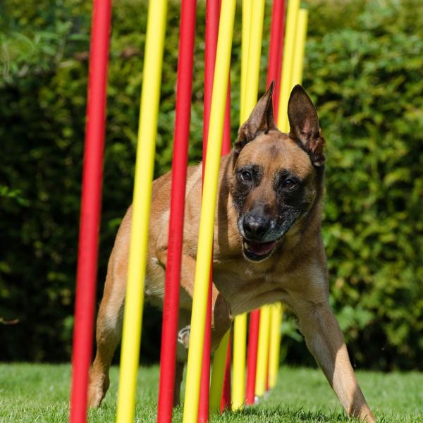 Agility Sa 9:30 bei Robert